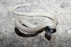 Telescopus hoogstraali