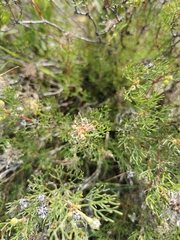 Serruria gremialis