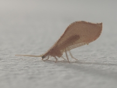 Isoscelipteron fulvum