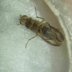 Opomyza