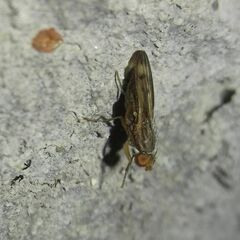 Opomyza