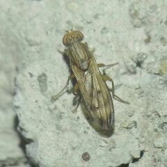 Opomyza