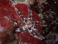 Coscinasterias tenuispina