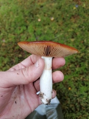 Russula decolorans