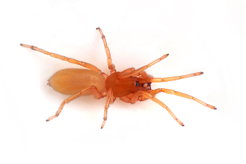 Woodlouse Hunter Spiders (Family Dysderidae) · iNaturalist