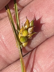 Carex oligosperma