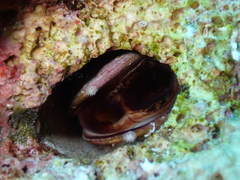 Lithophaga lithophaga