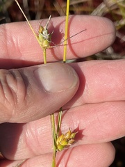 Carex oligosperma