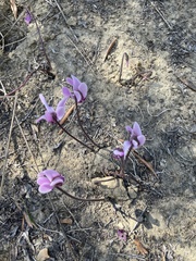Cyclamen graecum graecum