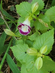 Torenia fournieri