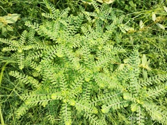 Phyllanthus urinaria