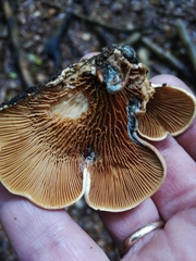 Tapinella panuoides