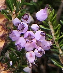 Erica vagans