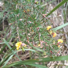 Pultenaea juniperina