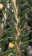Erica vagans