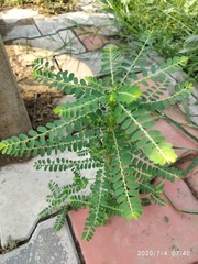 Phyllanthus urinaria