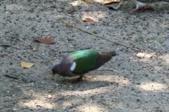 Chalcophaps longirostris