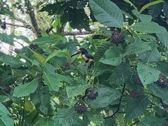 Pteroglossus torquatus