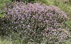 Erica vagans