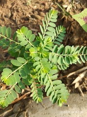 Phyllanthus urinaria