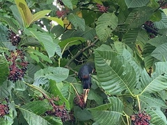 Pteroglossus torquatus