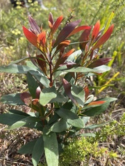 Hakea salicifolia