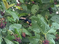 Pteroglossus torquatus