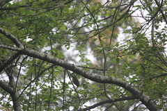 Acanthiza pusilla diemenensis