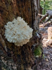 Hericium coralloides