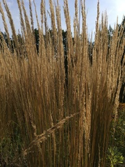 Calamagrostis epigejos