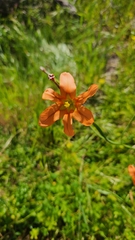Moraea flaccida