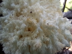Hericium coralloides