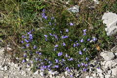 Campanula cochleariifolia