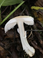 Amanita junquillea