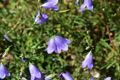Campanula cochleariifolia