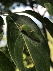 Hestina assimilis formosana