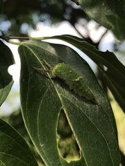 Hestina assimilis formosana