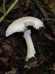 Amanita junquillea
