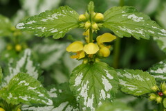 Lamium galeobdolon argentatum