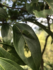 Hestina assimilis formosana