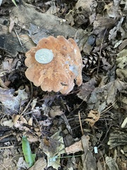 Polyporus