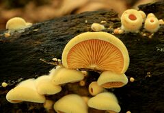 Phyllotopsis nidulans