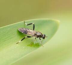 Exaireta spinigera