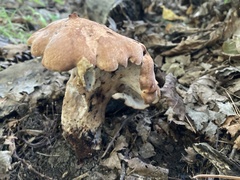 Polyporus
