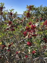 Pistacia lentiscus