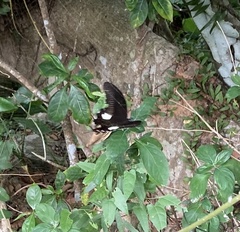Papilio helenus