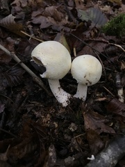 Amanita junquillea