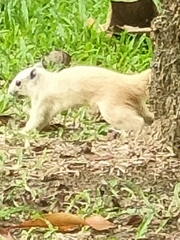 Callosciurus finlaysonii