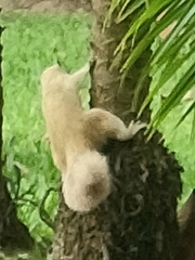 Callosciurus finlaysonii