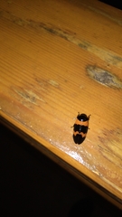 Cosmoscarta abdominalis